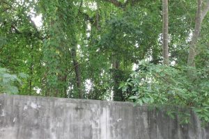 ต้นไม้สูง ในแปลงถมที่ดิน ซอยลาดพร้าว 41